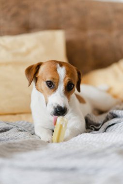 Evdeki kanepede uzanmış peynir çubuğu yiyen sevimli bir Jack Russell Terrier köpeği. Köpek en iyi hayatını yaşıyor, köpek maması konsepti.