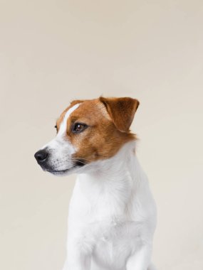 Bej arka planda poz veren şirin Jack Russell Terrier köpeği. Komik Jack Russell Terrier köpeği, kopyalama alanı