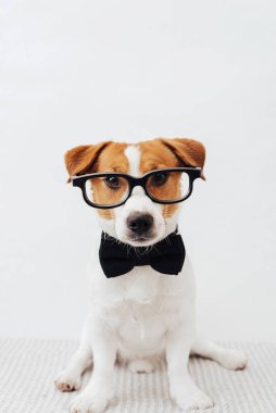 Gözlüklü ve boynunda siyah kelebek olan komik Jack Russell Terrier beyaz arka planda oturuyor ve kameraya bakıyor.