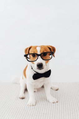 Gözlüklü ve boynunda siyah kelebek olan komik Jack Russell Terrier beyaz arka planda oturuyor ve kameraya bakıyor.