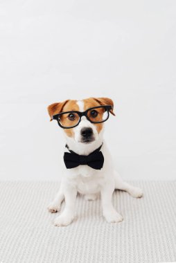 Gözlüklü ve boynunda siyah kelebek olan komik Jack Russell Terrier beyaz arka planda oturuyor ve kameraya bakıyor.