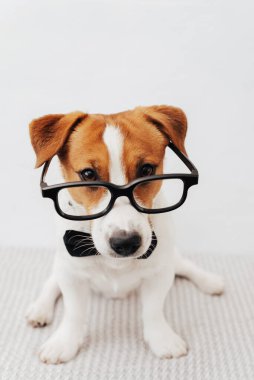 Gözlüklü ve boynunda siyah kelebek olan komik Jack Russell Terrier beyaz arka planda oturuyor ve kameraya bakıyor.