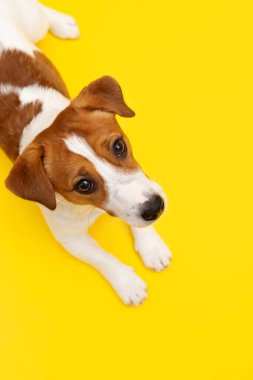 Funny Jack Russell Terrier dog is lying on yellow studio background and looking at the camera. Playful white-brown dog is looking happy isolated on yellow background. Top view, copy space clipart