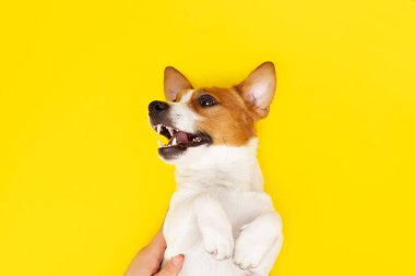 Komik Jack Russell Terrier köpeği sarı stüdyo arka planında yatıyor ve kameraya bakıyor. Oyuncu beyaz-kahverengi köpek sarı arka planda izole edilmiş mutlu görünüyor. Üst görünüm, alanı kopyala