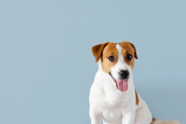 Mavi pastel arka planda dili dışarıda kalmış şirin Jack Russell Terrier köpeği portresi. Sıcak hava ve su dengesi kavramı, boşluğu kopyala