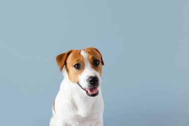 Mavi pastel arka planda dili dışarıda kalmış şirin Jack Russell Terrier köpeği portresi. Sıcak hava ve su dengesi kavramı, boşluğu kopyala