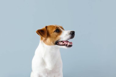 Mavi pastel arka planda dili dışarıda kalmış şirin Jack Russell Terrier köpeği portresi. Sıcak hava ve su dengesi kavramı, boşluğu kopyala
