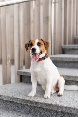 Güneşli bir günde şehirde şirin Jack Russell Terrier köpeği. Sevimli köpek Jack Russell Terrier ve sahibi birlikte eğleniyorlar, evcil hayvan severler konsepti.