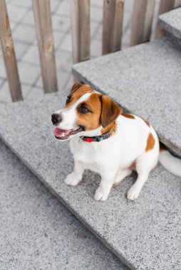 Güneşli bir günde şehirde şirin Jack Russell Terrier köpeği. Sevimli köpek Jack Russell Terrier ve sahibi birlikte eğleniyorlar, evcil hayvan severler konsepti.