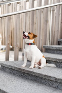 Güneşli bir günde şehirde şirin Jack Russell Terrier köpeği. Sevimli köpek Jack Russell Terrier ve sahibi birlikte eğleniyorlar, evcil hayvan severler konsepti.