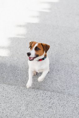 Güneşli bir günde şehirde şirin Jack Russell Terrier köpeği. Sevimli köpek Jack Russell Terrier ve sahibi birlikte eğleniyorlar, evcil hayvan severler konsepti.