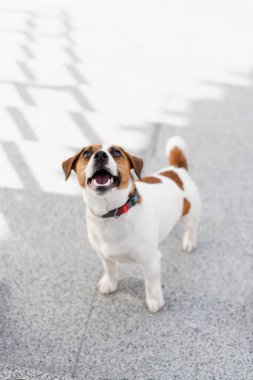 Güneşli bir günde şehirde şirin Jack Russell Terrier köpeği. Sevimli köpek Jack Russell Terrier ve sahibi birlikte eğleniyorlar, evcil hayvan severler konsepti.