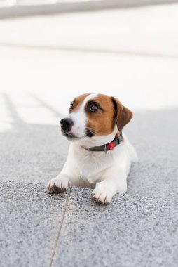Güneşli bir günde şehirde şirin Jack Russell Terrier köpeği. Sevimli köpek Jack Russell Terrier ve sahibi birlikte eğleniyorlar, evcil hayvan severler konsepti.