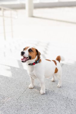 Güneşli bir günde şehirde şirin Jack Russell Terrier köpeği. Sevimli köpek Jack Russell Terrier ve sahibi birlikte eğleniyorlar, evcil hayvan severler konsepti.