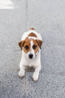 Güneşli bir günde şehirde şirin Jack Russell Terrier köpeği. Sevimli köpek Jack Russell Terrier ve sahibi birlikte eğleniyorlar, evcil hayvan severler konsepti.