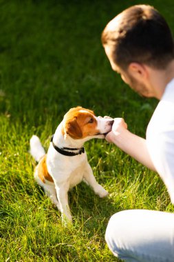 Şirin Jack Russell Terrier köpeği güneşli bir günde sahibiyle parkta yürüyüp antrenman yapıyor. Sevimli köpek ve sahibi birlikte vakit geçiriyorlar, evcil hayvan severler konsepti.