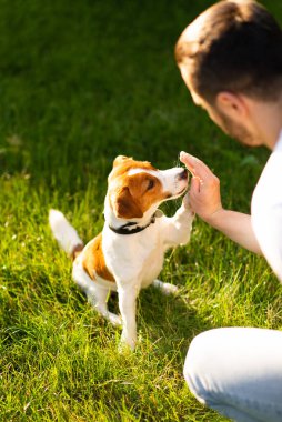 Şirin Jack Russell Terrier köpeği güneşli bir günde sahibiyle parkta yürüyüp antrenman yapıyor. Sevimli köpek ve sahibi birlikte vakit geçiriyorlar, evcil hayvan severler konsepti.