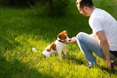 Şirin Jack Russell Terrier köpeği güneşli bir günde sahibiyle parkta yürüyüp antrenman yapıyor. Sevimli köpek ve sahibi birlikte vakit geçiriyorlar, evcil hayvan severler konsepti.