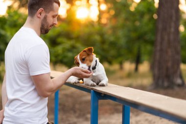 Şirin Jack Russell Terrier köpeği güneşli bir günde sahibiyle parkta yürüyüp antrenman yapıyor. Sevimli köpek ve sahibi birlikte vakit geçiriyorlar, evcil hayvan severler konsepti.