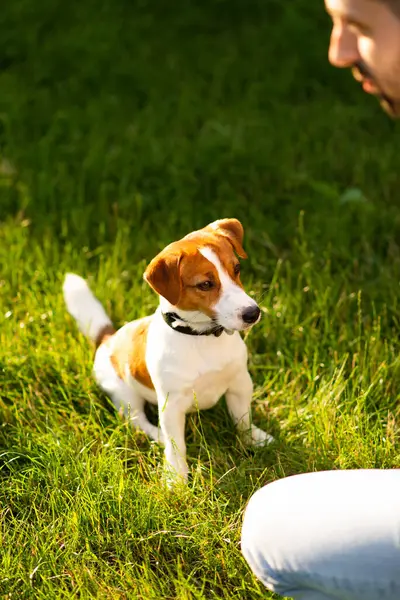 Şirin Jack Russell Terrier köpeği güneşli bir günde sahibiyle parkta yürüyüp antrenman yapıyor. Sevimli köpek ve sahibi birlikte vakit geçiriyorlar, evcil hayvan severler konsepti.