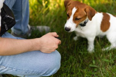 Şirin Jack Russell Terrier köpeği güneşli bir günde sahibiyle parkta kumandayla yürüyüp antrenman yapıyor. Sevimli köpek ve sahibi birlikte vakit geçiriyorlar, evcil hayvan severler konsepti.