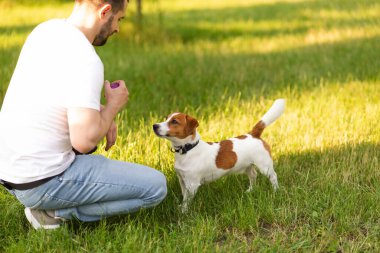 Şirin Jack Russell Terrier köpeği güneşli bir günde sahibiyle parkta yürüyüp antrenman yapıyor. Sevimli köpek ve sahibi birlikte vakit geçiriyorlar, evcil hayvan severler konsepti.