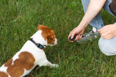 Şirin Jack Russell Terrier köpeği güneşli bir günde sahibiyle parkta kumandayla yürüyüp antrenman yapıyor. Sevimli köpek ve sahibi birlikte vakit geçiriyorlar, evcil hayvan severler konsepti.
