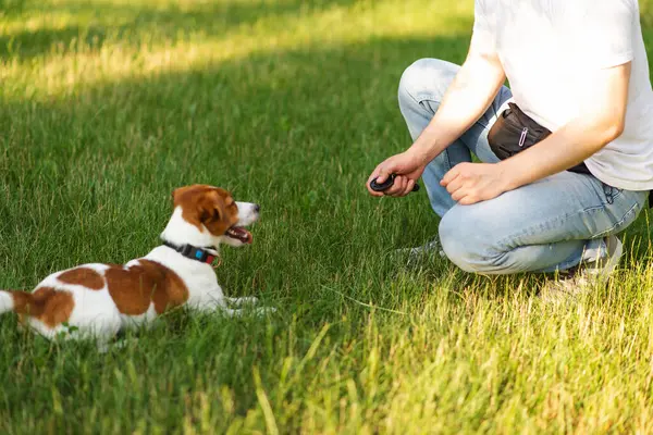 Şirin Jack Russell Terrier köpeği güneşli bir günde sahibiyle parkta kumandayla yürüyüp antrenman yapıyor. Sevimli köpek ve sahibi birlikte vakit geçiriyorlar, evcil hayvan severler konsepti.