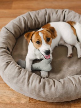 Sevimli Jack Russell Terrier köpeği yumuşak bir kemik oyuncağıyla yatağında yatıyor, köpek en iyi hayatını yaşıyor.