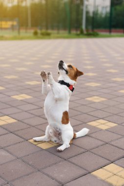 Sevimli Jack Russell Terrier köpeği sahibinden ödül için yalvarıyor. Mutlu köpek oyunları ve gün batımında antrenman 