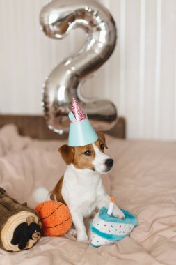 Sevimli Jack Russell Terrier köpeği evde oturmuş iki numaralı helyum balonuyla parti şapkası takıyor. Köpek doğum gününü kutluyor, evcil hayvan sever konsepti.