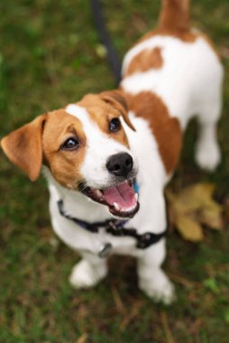 Jack Russell Terrier köpeği sonbahar parkında sahibiyle oynuyor. Parkta yaprakları dökülen yeşil çimlerin üzerindeki köpek portresi