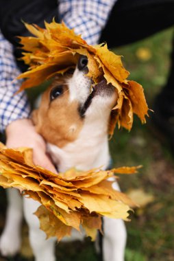 Sonbaharda komik Jack Russell Terrier köpeği parktan ayrılıyor. Sonbahar parkında sahibiyle oynayan sevimli bir köpek.