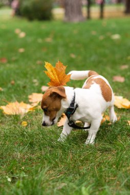 Sonbaharda komik Jack Russell Terrier köpeği parktan ayrılıyor. Sonbahar parkında sahibiyle oynayan sevimli bir köpek.