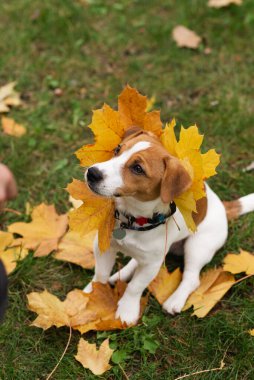 Sonbaharda komik Jack Russell Terrier köpeği parktan ayrılıyor. Sonbahar parkında sahibiyle oynayan sevimli bir köpek.