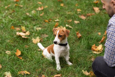 Güz parkında Jack Russell Terrier köpeğiyle oynayıp antrenman yapan sıradan giyinmiş beyaz bir adam. Evcil hayvan sahibi ve köpeği yeşil çimlerin üzerinde sonbahar yapraklarıyla eğleniyorlar.