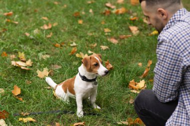 Güz parkında Jack Russell Terrier köpeğiyle oynayıp antrenman yapan sıradan giyinmiş beyaz bir adam. Evcil hayvan sahibi ve köpeği yeşil çimlerin üzerinde sonbahar yapraklarıyla eğleniyorlar.