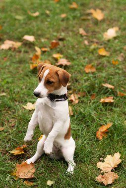 Jack Russell Terrier köpeği sonbahar parkında sahibiyle oynuyor. Parkta yaprakları dökülen yeşil çimlerin üzerindeki köpek portresi