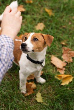 Jack Russell Terrier köpeği sonbahar parkında sahibiyle oynuyor. Parkta yaprakları dökülen yeşil çimlerin üzerindeki köpek portresi