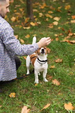 Güz parkında Jack Russell Terrier köpeğiyle oynayıp antrenman yapan sıradan giyinmiş beyaz bir adam. Evcil hayvan sahibi ve köpeği yeşil çimlerin üzerinde sonbahar yapraklarıyla eğleniyorlar.