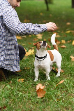 Güz parkında Jack Russell Terrier köpeğiyle oynayıp antrenman yapan sıradan giyinmiş beyaz bir adam. Evcil hayvan sahibi ve köpeği yeşil çimlerin üzerinde sonbahar yapraklarıyla eğleniyorlar.