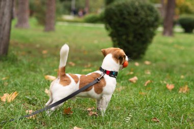 Jack Russell Terrier köpeği sonbahar parkında sahibiyle oynuyor. Parkta yaprakları dökülen yeşil çimlerin üzerindeki köpek portresi