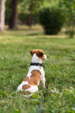 Şirin Jack Russell Terrier köpeği parkta yeşil çimlerde oturuyor ve sıcak havanın tadını çıkarıyor. Güneşli bir günde çimenlerde oturan düşünceli bir köpek.