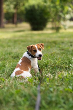 Şirin Jack Russell Terrier köpeği parkta yeşil çimlerde oturuyor ve sıcak havanın tadını çıkarıyor. Güneşli bir günde çimenlerde oturan düşünceli bir köpek.