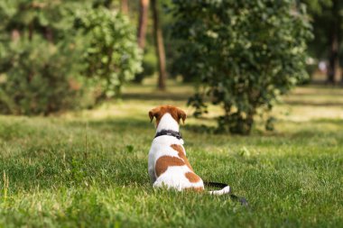 Şirin Jack Russell Terrier köpeği parkta yeşil çimlerde oturuyor ve sıcak havanın tadını çıkarıyor. Güneşli bir günde çimenlerde oturan düşünceli bir köpek.