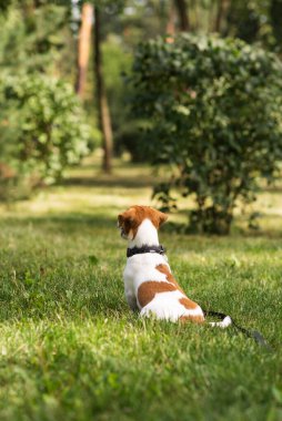 Şirin Jack Russell Terrier köpeği parkta yeşil çimlerde oturuyor ve sıcak havanın tadını çıkarıyor. Güneşli bir günde çimenlerde oturan düşünceli bir köpek.