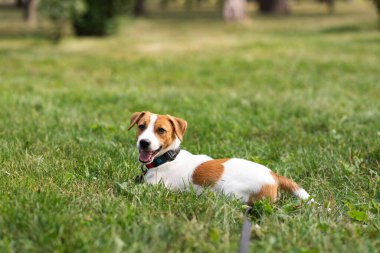 Şirin Jack Russell Terrier köpeği parkta yeşil çimlerde oturuyor ve sıcak havanın tadını çıkarıyor. Güneşli bir günde çimenlerde oturan düşünceli bir köpek.