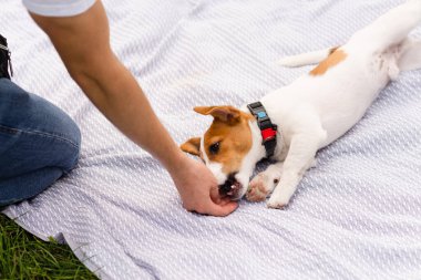 Jack Russell Terrier köpek yavrusu sahibiyle güneşli bir günde çimlerin üzerinde dinleniyor ve oynuyor. Modern yaşam tarzı, mutlu evcil hayvanlar yaşam konsepti