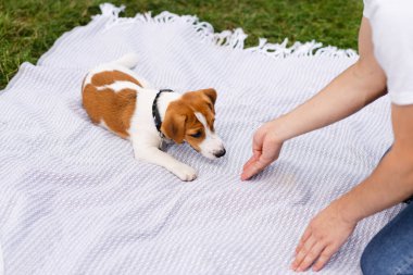 Jack Russell Terrier köpek yavrusu sahibiyle güneşli bir günde çimlerin üzerinde dinleniyor ve oynuyor. Modern yaşam tarzı, mutlu evcil hayvanlar yaşam konsepti
