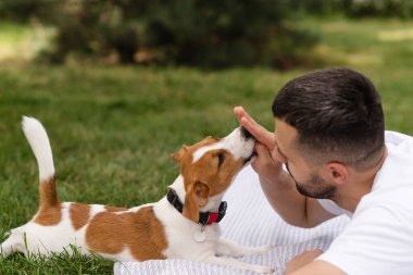 Şirin Jack Russell Terrier köpek yavrusu güneşli bir günde bahçeye çıkıp sahibine günlük giysiler giydirip oynuyor. Modern yaşam tarzı ve mutlu ev hayvanları yaşam konsepti